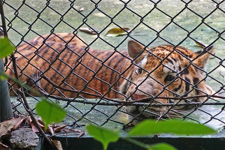 曼谷 | Safari World 赛佛瑞野生动物园 亚洲最大!! 交通门票指南!!