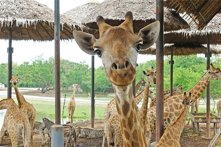 曼谷 | Safari World 赛佛瑞野生动物园 亚洲最大!! 交通门票指南!!